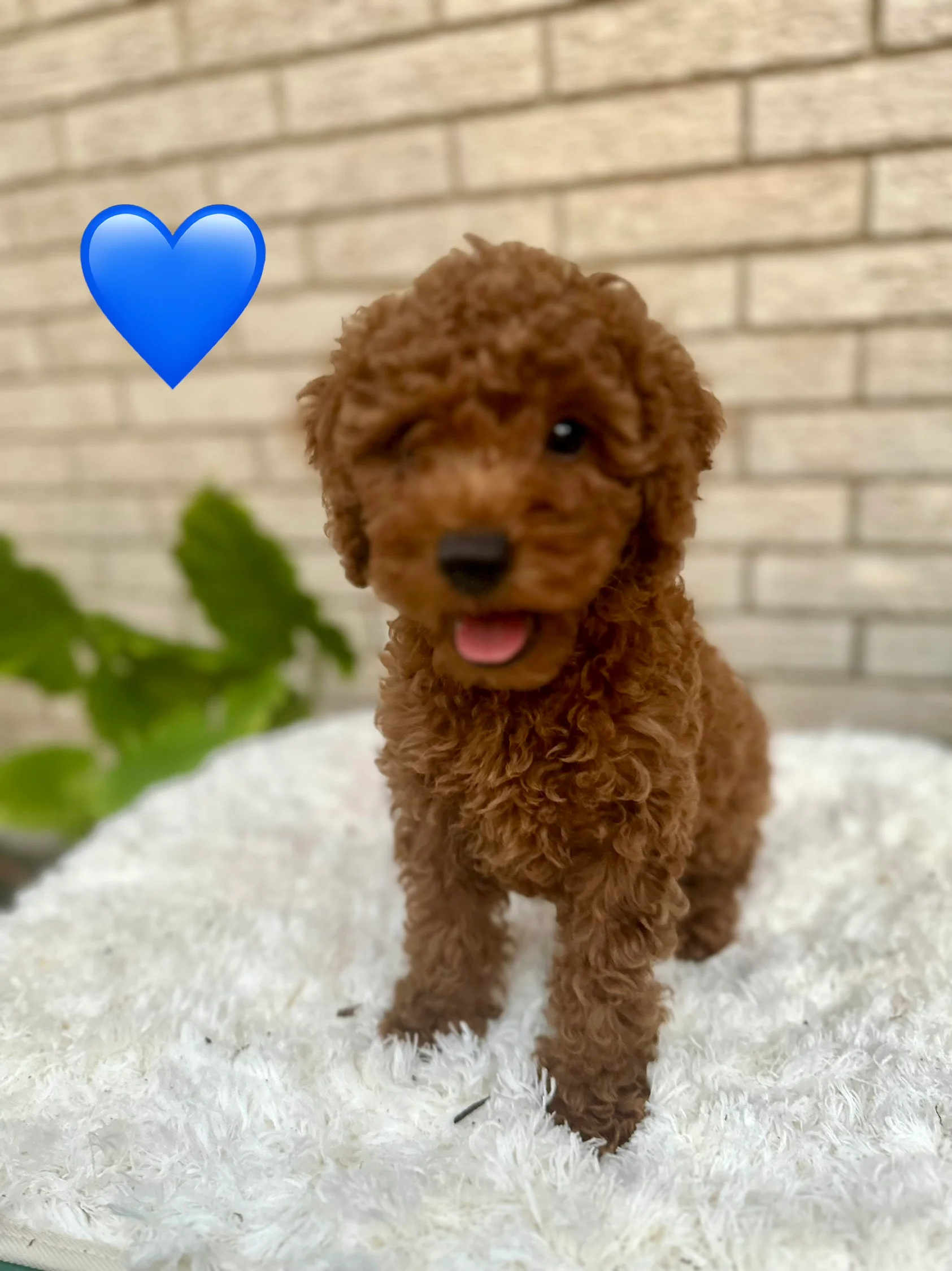 Blue Boy