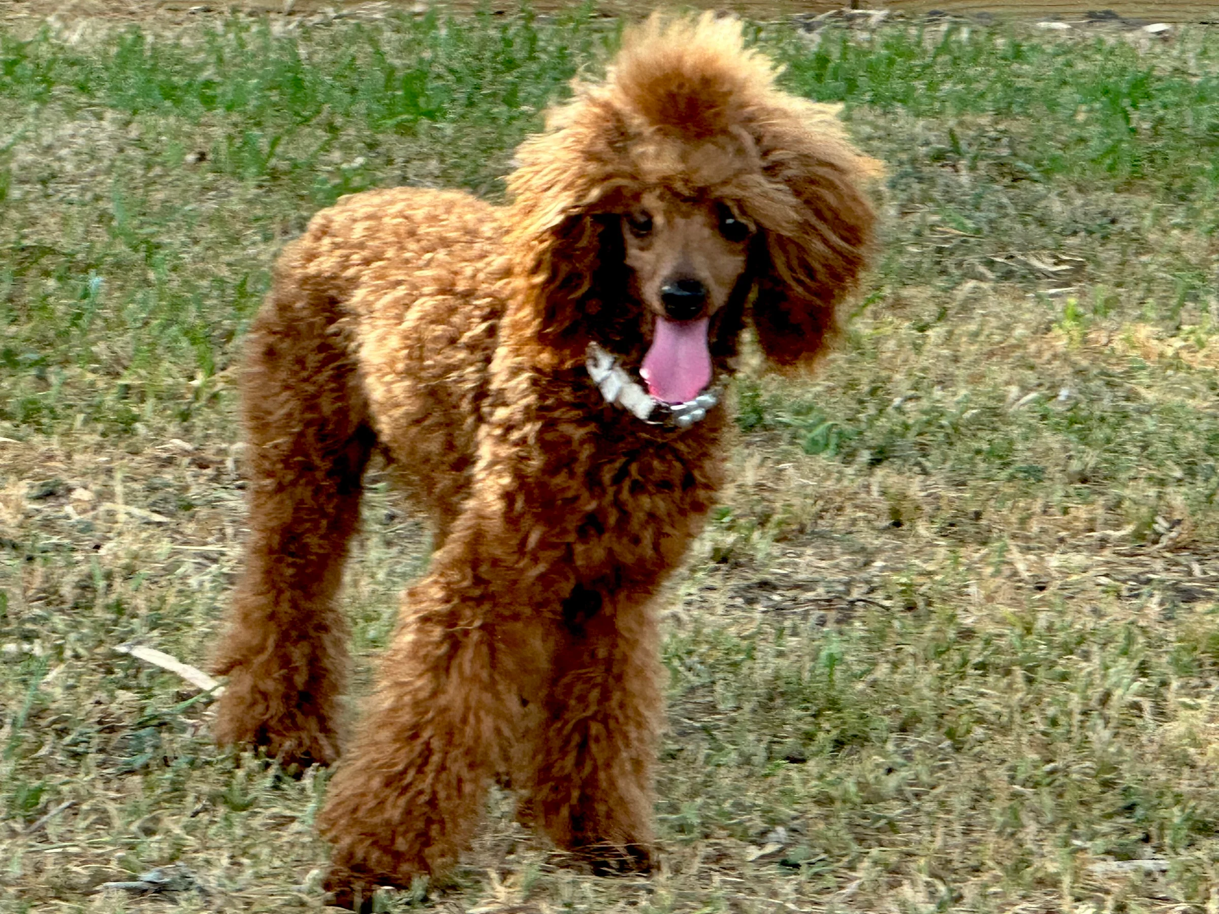 Emmie Lou